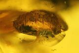 Two Fossil Leaves, Isopod, and Moss in Baltic Amber #207528-2